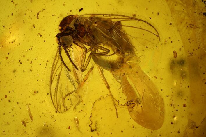 Detailed Fossil Ant, Fly and Mite in Baltic Amber #142234